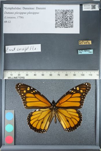 Media type: image;   Entomology 164975